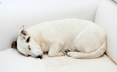 Jack Russell dog sleeps on a white couch.