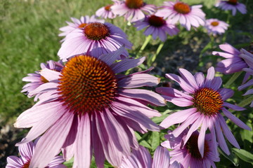 violet and yellow flowers in grass