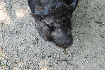 H&auml;ngebauchschwein