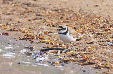 Sandpiper on the river