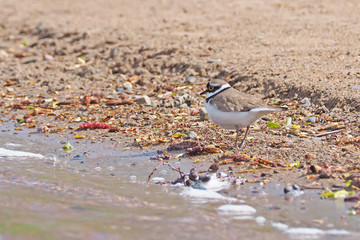 Sandpiper on the river