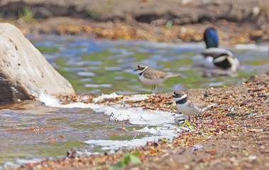 Sandpiper on the river