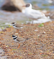 Sandpiper on the river