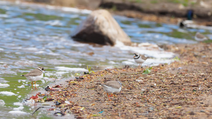 Sandpiper on the river