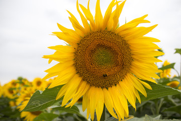 Sonnenblumen