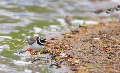 Sandpiper on the river