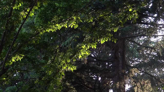 Forest in Tokyo - video 4K UHD 4