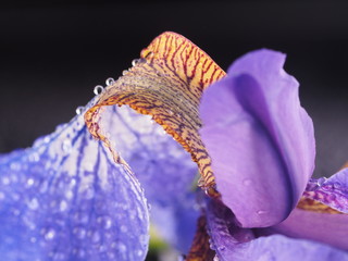 Blue irises on a dark background