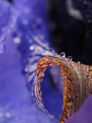 Blue irises on a dark background