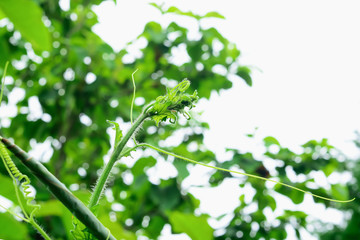 gourd tree