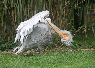 Dalmatian pelican on the green grass on the background of reeds cleans feathers