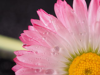 Pink camomile on a dark background