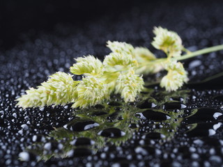 Cereal plant on a dark background