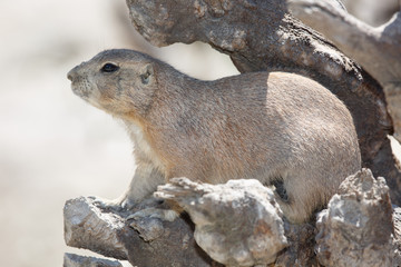black-tailed prairie dog is hiding among the rocks