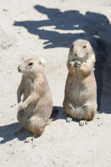 Two black-tailed prairie dog standing