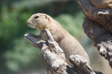 Black-tailed prairie dog (Cynomys ludovicianus) closeup
