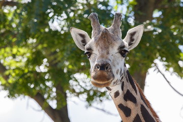 Obraz premium Head shot of a giraffe with a nice blurry background
