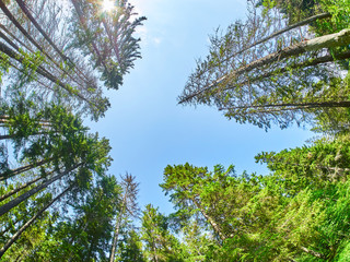 Fototapeta premium In the summer park