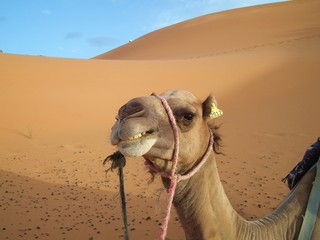 Dromadaire dans le Desert marocain
