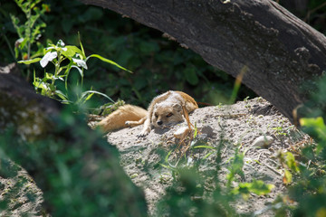 sleeping yellow mongoose in the shade of a tree.
