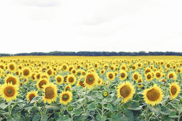 Obraz premium Sunflower field over cloudy blue sky and bright sun lights. Sunflowers at the field in summer.