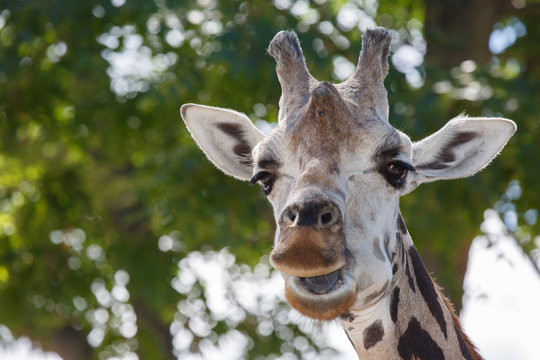 Head of a giraffe close-up against a background of green trees