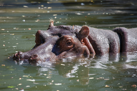 Hippopotamus head sticking out of water