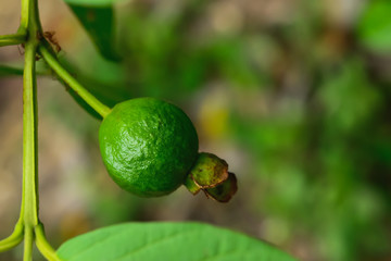 Guava