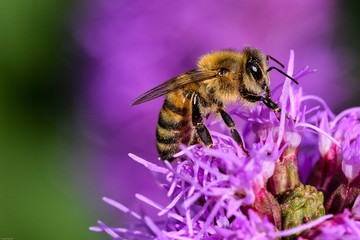 bee at work