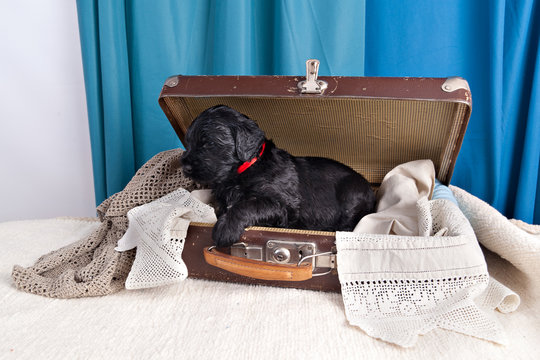 Black Russian Terrier puppy sitting in  old vintage suitcase on handmade lace