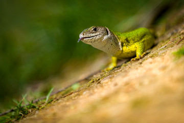 European green lizard Lacerta viridis, female