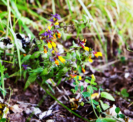 flower ivan and maria Melampyrum nemorosum