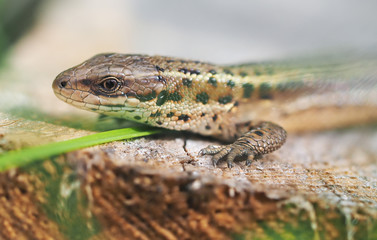 Lizard in the grass