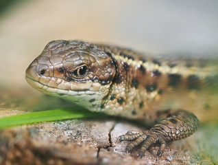 Lizard in the grass