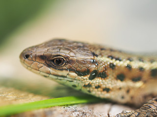 Lizard in the grass