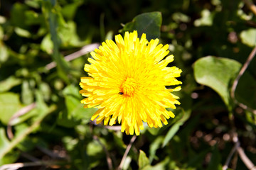 Dandelion flower in the wild on a green meadow