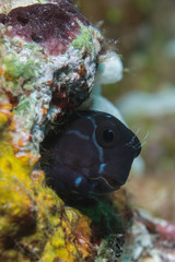 Blenny