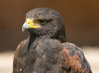 Wüstenbussard