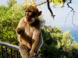 Monkey