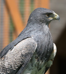 Kordillerenadler, grey eagle