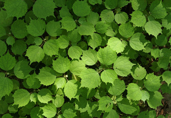 Fototapeta premium Green leaf at sun light texture background
