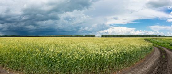 Panorama of wheat field © alexbush