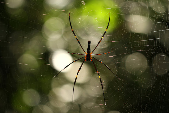 Spider in the forest with natural bokeh