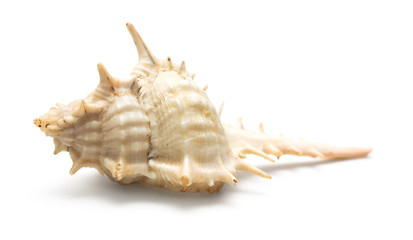 Seashell macro