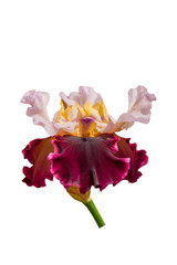 blooming iris flower isolated