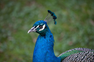 Fototapeta premium Indian peafowl (Pavo cristatus)