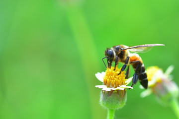 a bee perched on flower