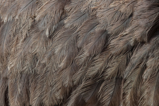 Greater rhea (Rhea americana). Plumage texture.