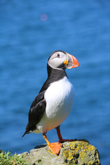 Papageientaucher auf Lunga, Schottland 11