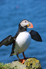 Papageientaucher auf Lunga, Schottland 10